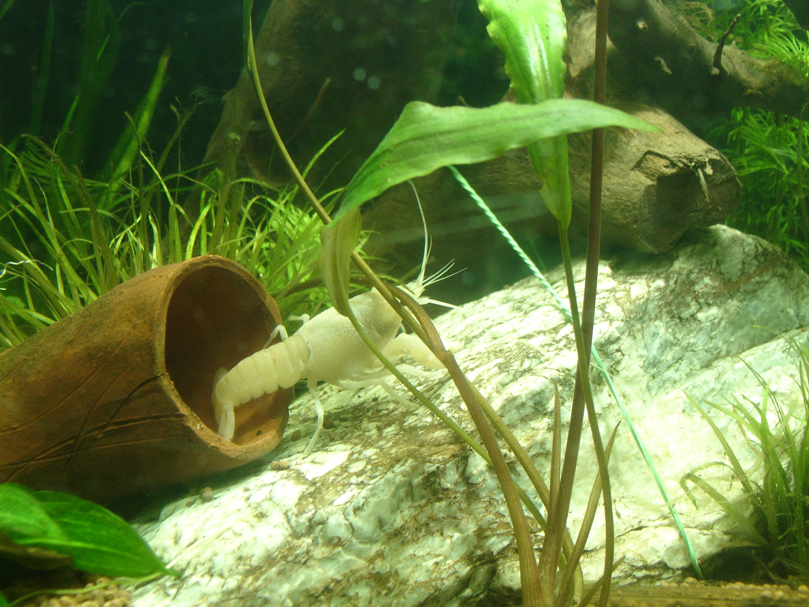 California white crayfish - My, Aquarium, Aquarium crayfish, Animals, Longpost