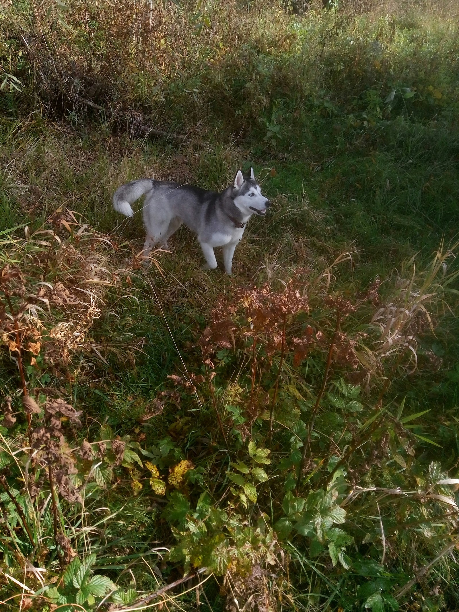 We are looking for the owner - My, Husky, Lost, In good hands, Mozhaisk, Mozhaysky District, Dog, No rating