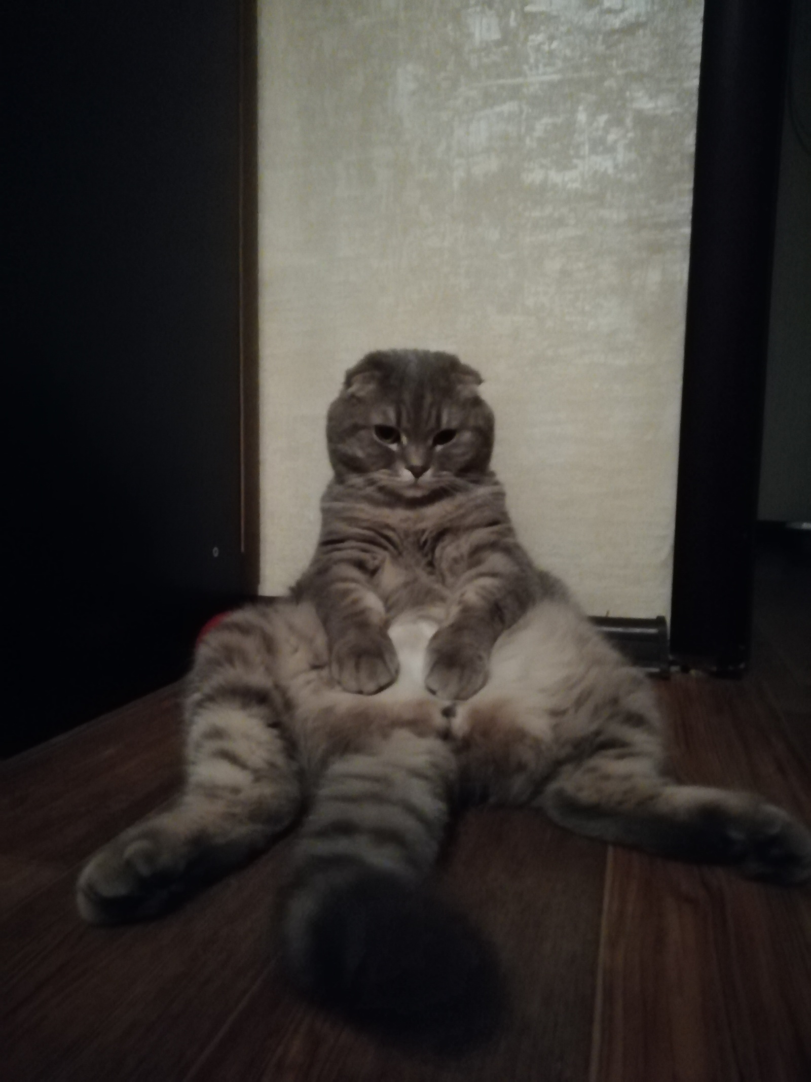 Cupcake) A favorite who always sits comfortably) - My, cat, Longpost, Pose