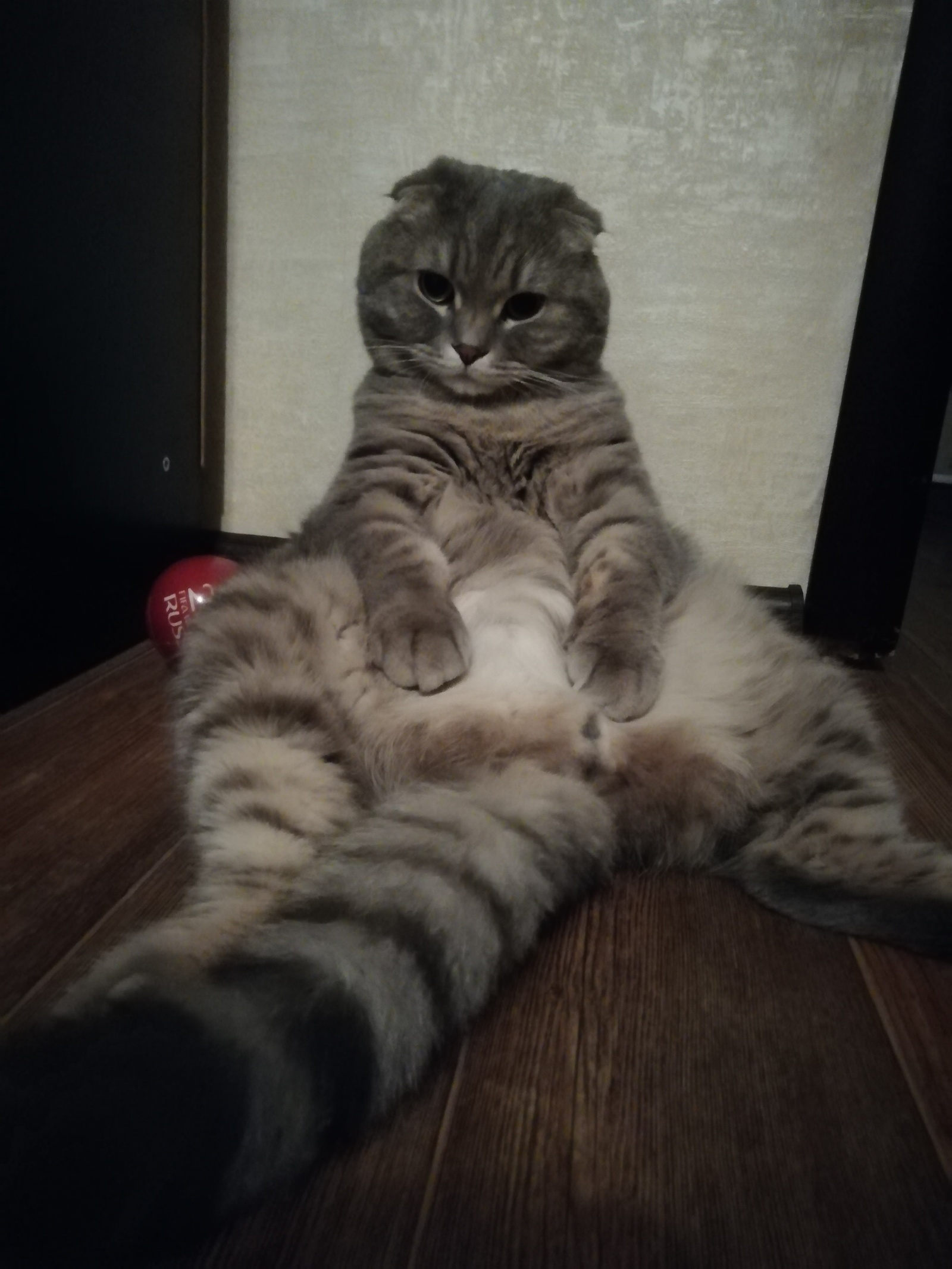 Cupcake) A favorite who always sits comfortably) - My, cat, Longpost, Pose