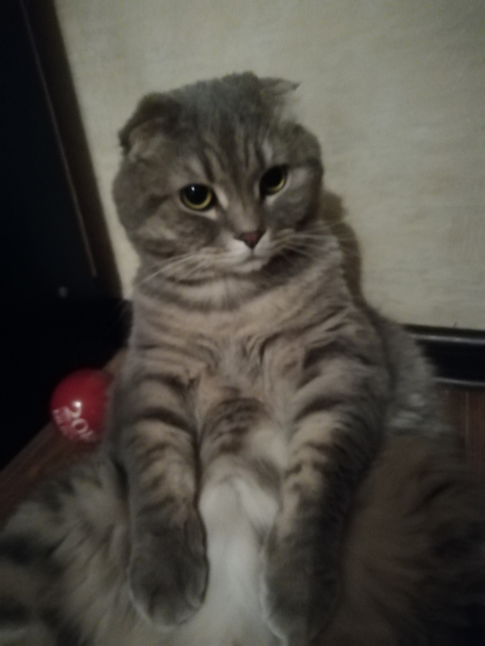 Cupcake) A favorite who always sits comfortably) - My, cat, Longpost, Pose