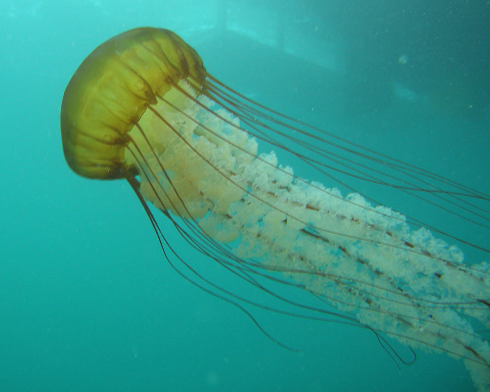 The Most Dangerous Jellyfish You Should Never See - Nature, Jellyfish, Danger, Longpost