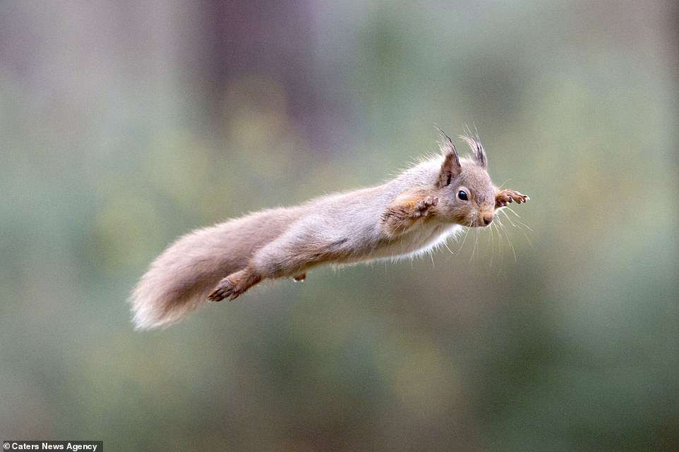 Nothing special, just a superhero flying squirrel - Squirrel, Fly, Superheroes, Scotland, The photo