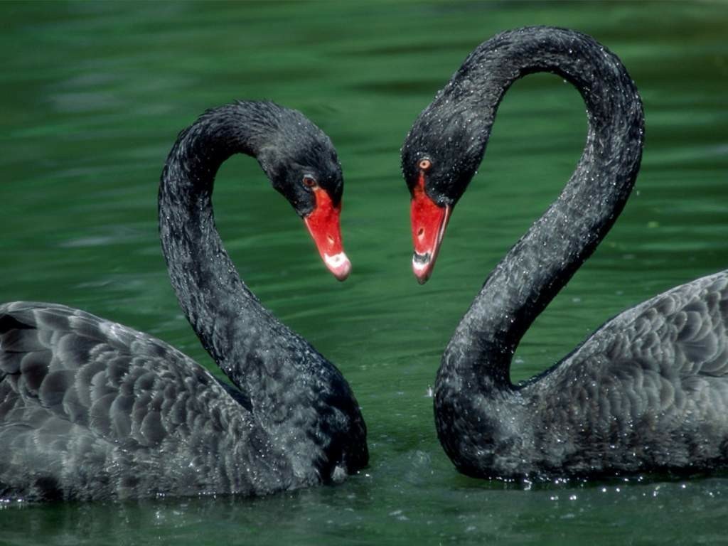 Black swan | The longest... - My, Wild land, Animals, Nature, Interesting, Longpost, Birds, Ornithology