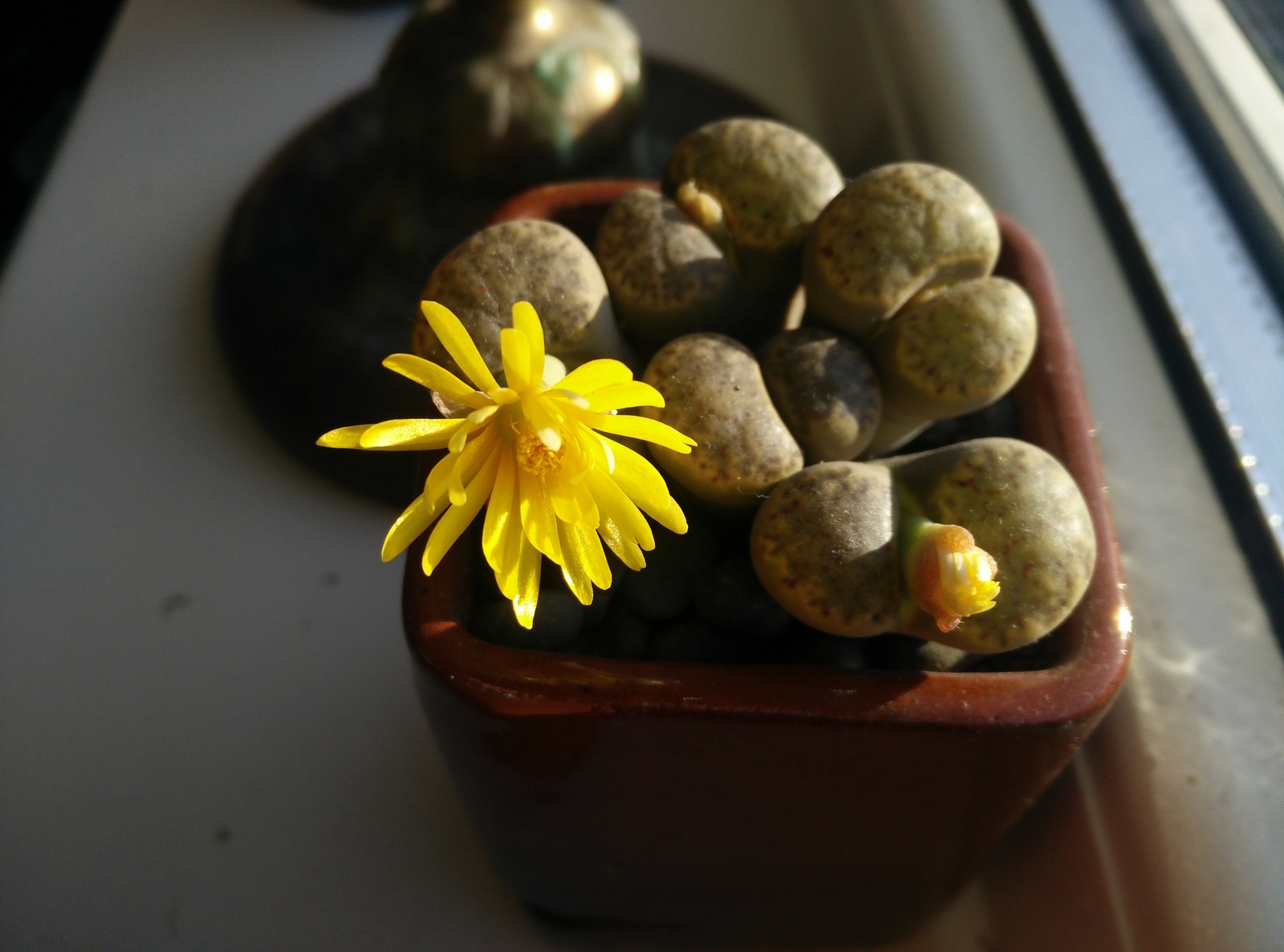 Autumn is a time to be sad - My, Lithops, Lithops, Flowers, Longpost