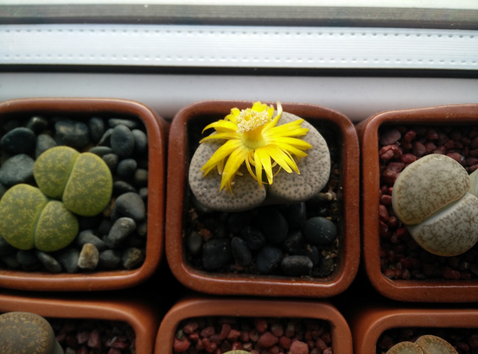 Autumn is a time to be sad - My, Lithops, Lithops, Flowers, Longpost