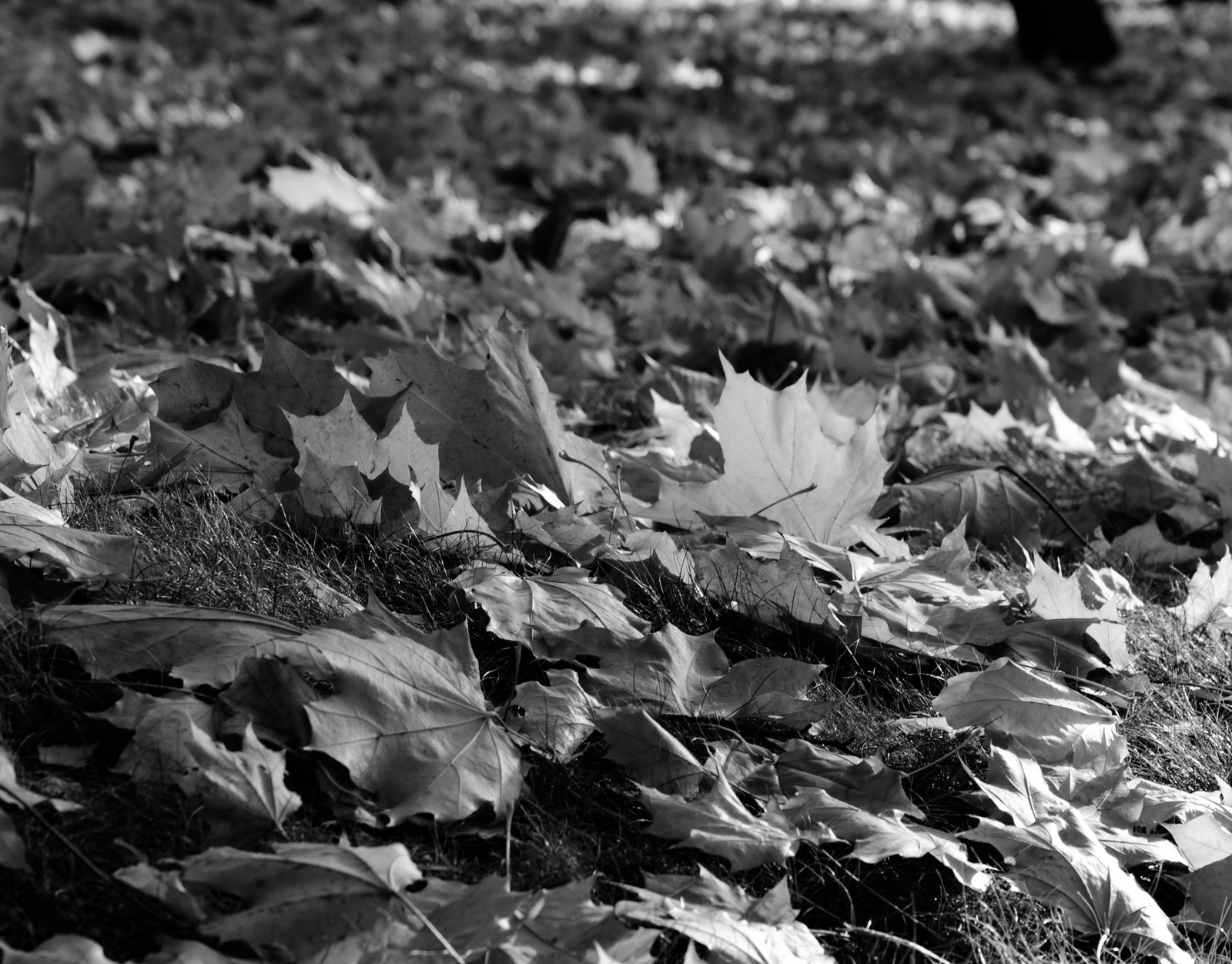 Autumn - My, Autumn, Landscape, Nature, Longpost