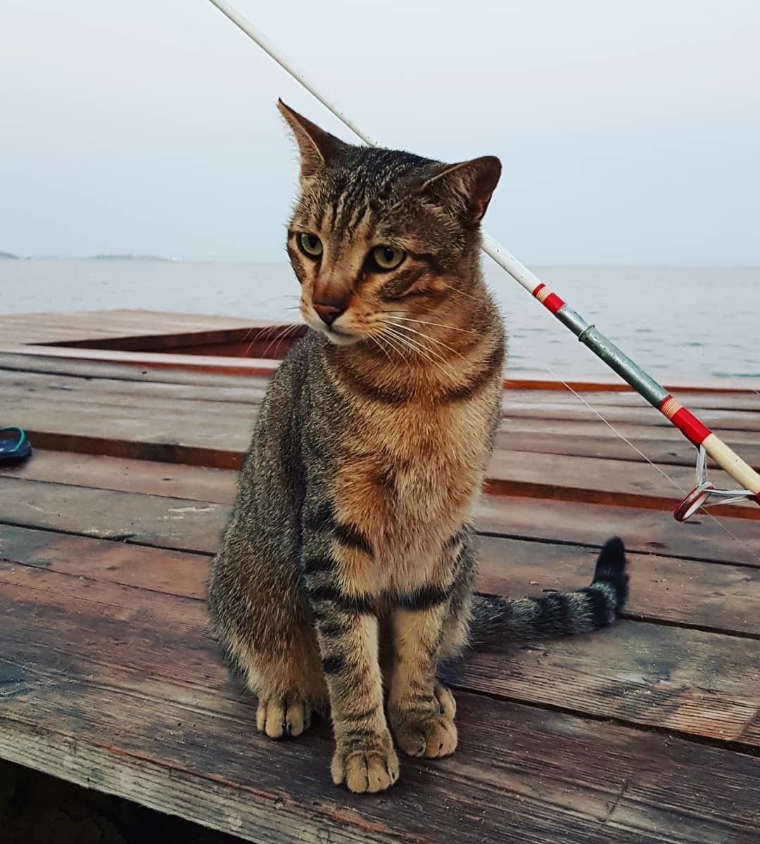 How much did you catch? - cat, Fishing, Milota, Pets