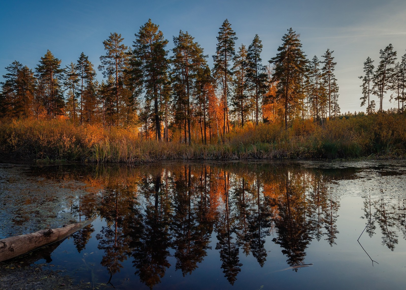 Золото осени - Моё, Осень, Воронеж, Фотография, Пейзаж, Лес, Природа