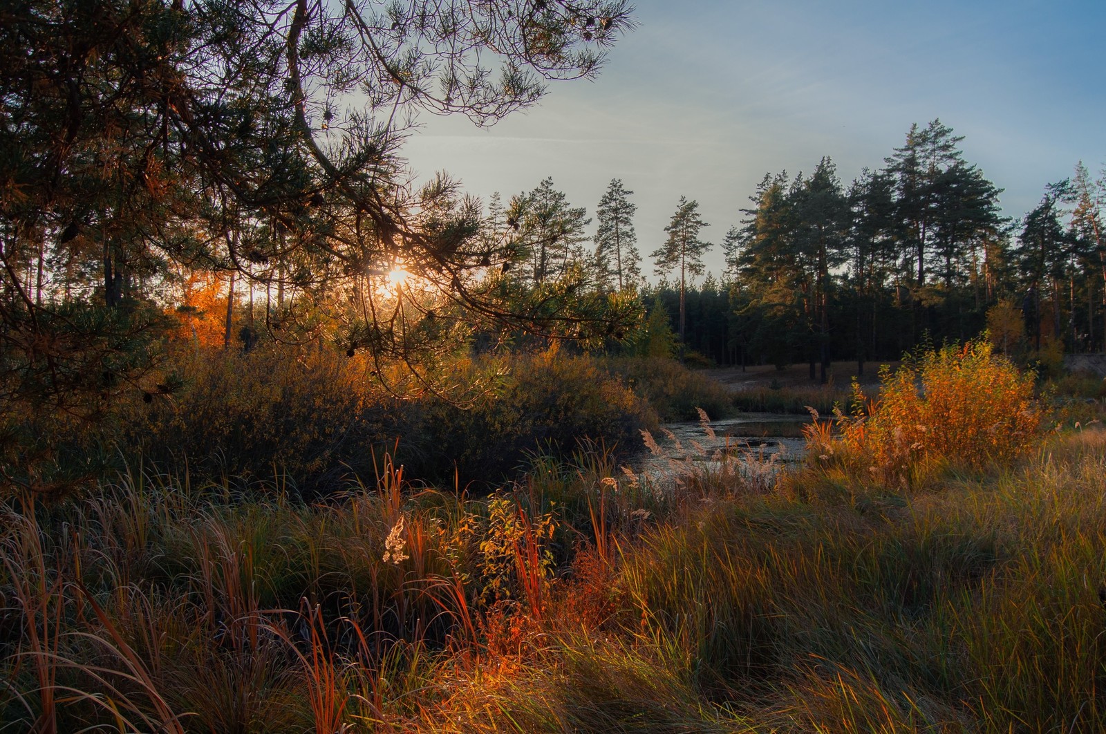 Autumn gold - My, Autumn, Voronezh, The photo, Landscape, Forest, Nature