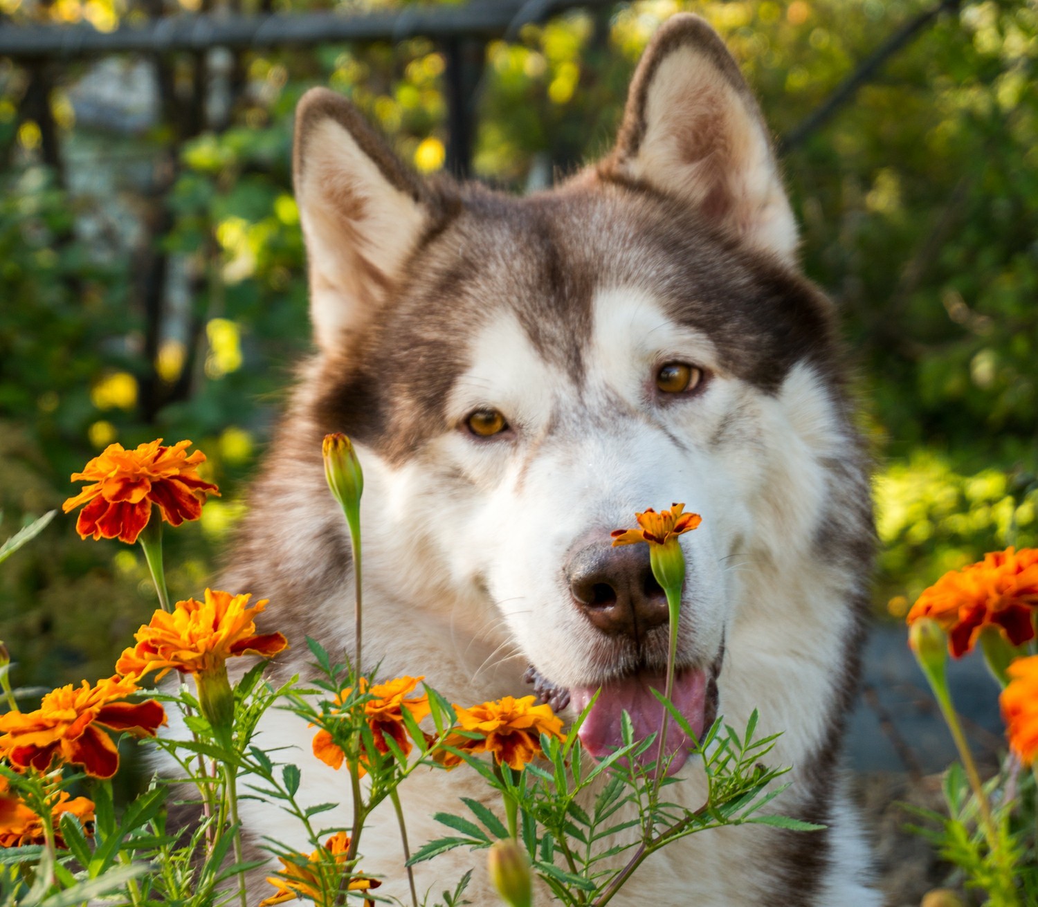 I want to share with you my was-became) - My, Dog, Dogs and people, Alaskan Malamute, It Was-It Was, Longpost