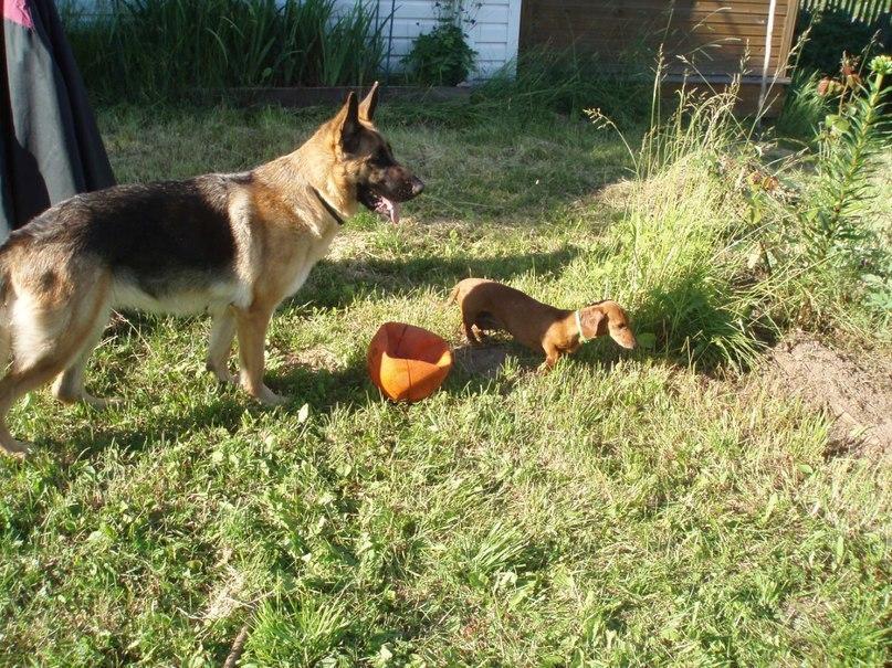 Before and After: happy ending of the history of the St. Petersburg shepherd team - My, Dog, It Was-It Was, , German Shepherd, Saint Petersburg, No rating, Longpost