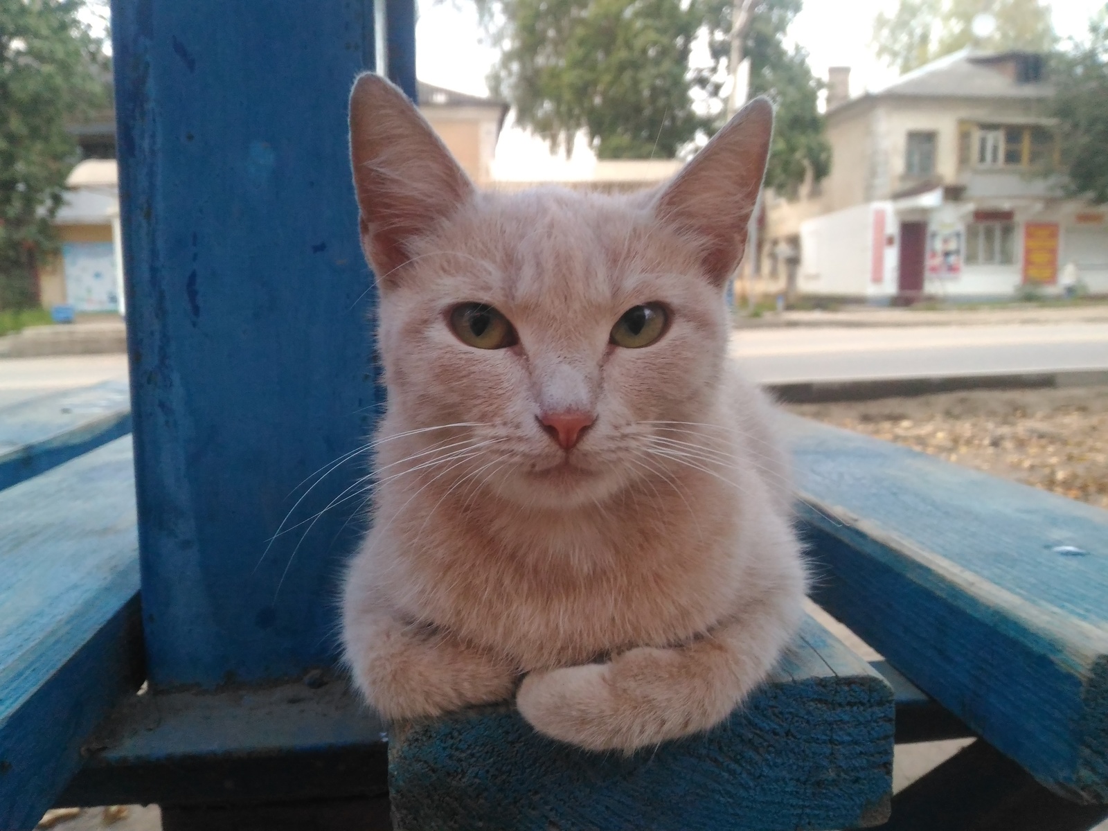 Beauty at the bus stop - My, Mobile photography, cat, The photo