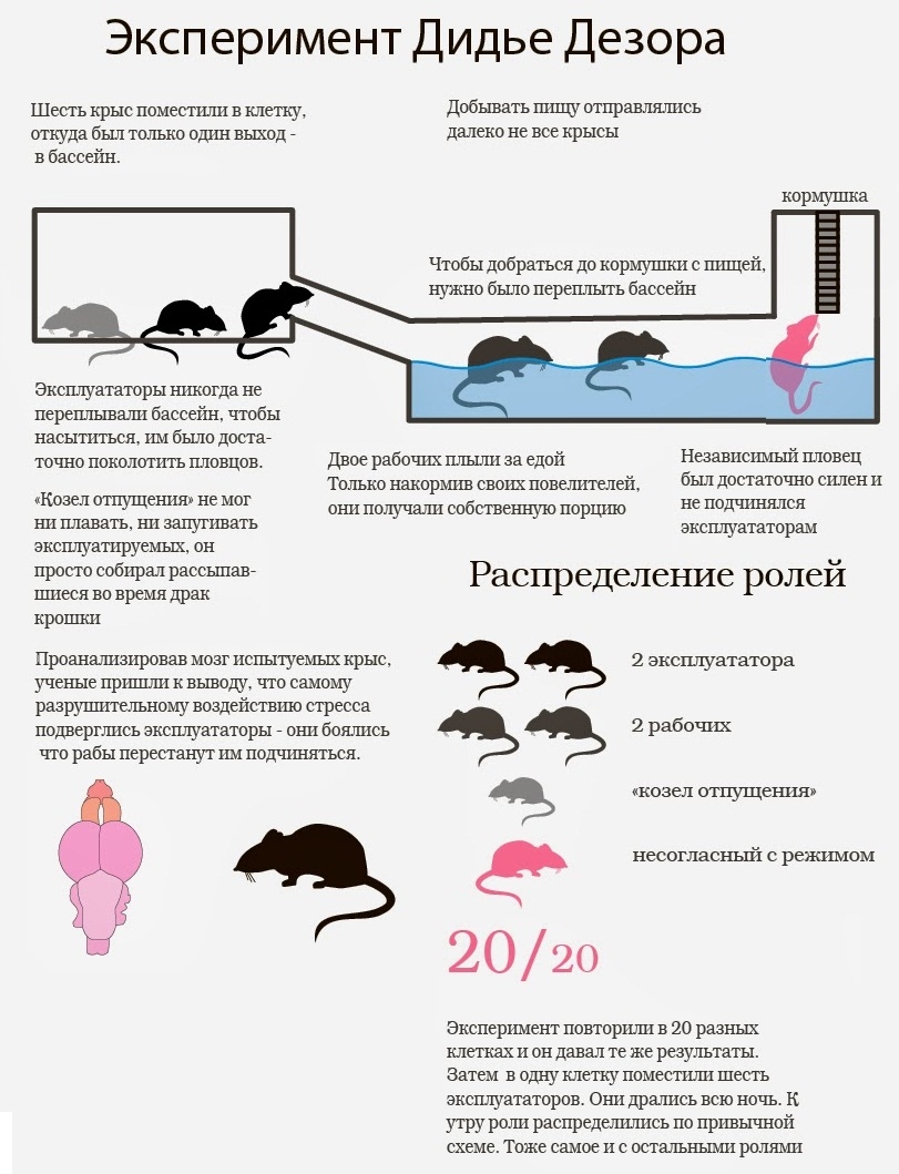 Didier Desor experiment - Experiment, Hierarchy, Longpost, Rat