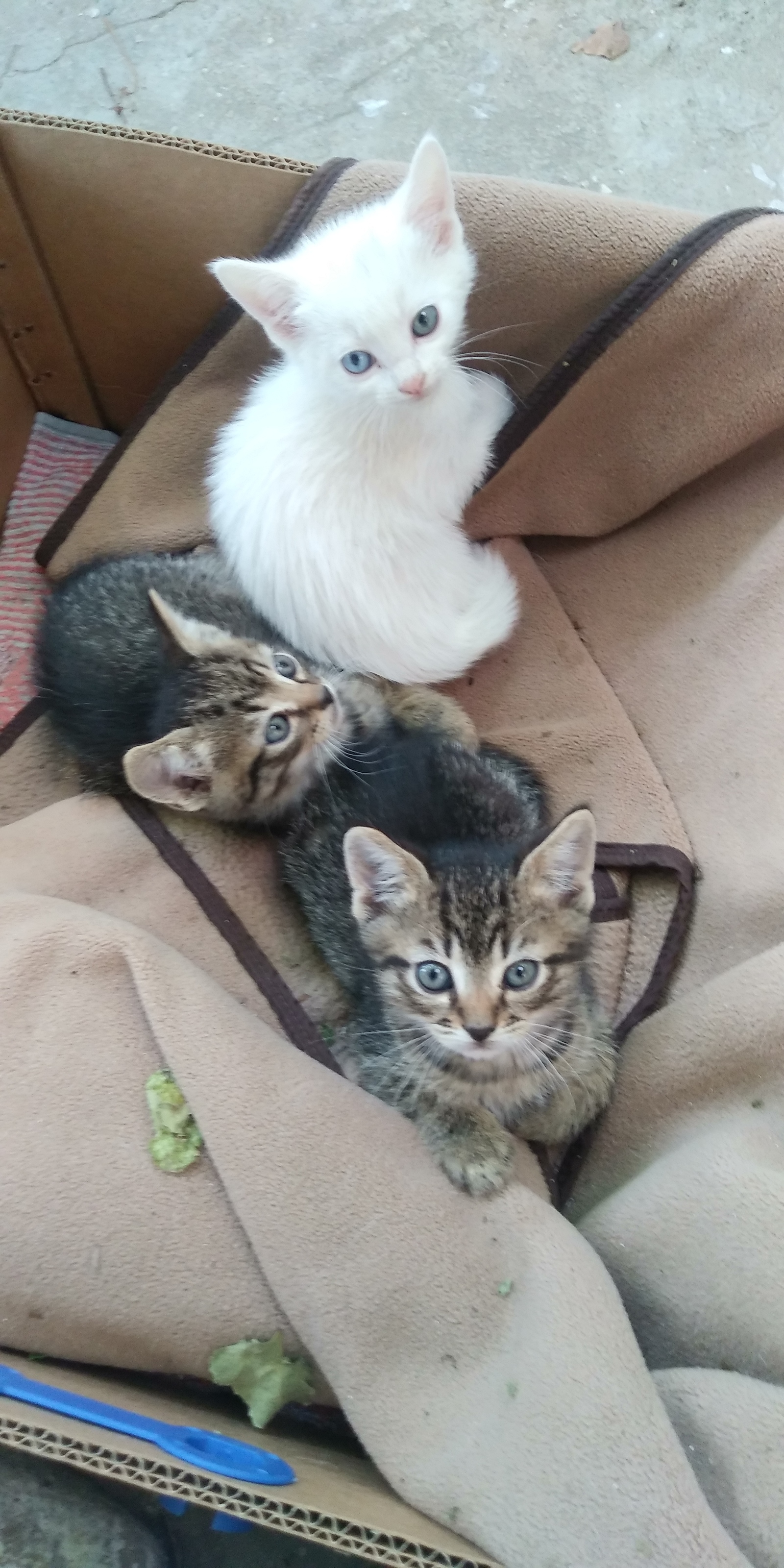 Kittens in good hands!! - My, Kittens, cat, I will give, In good hands, Is free, Anapa, Longpost, No rating