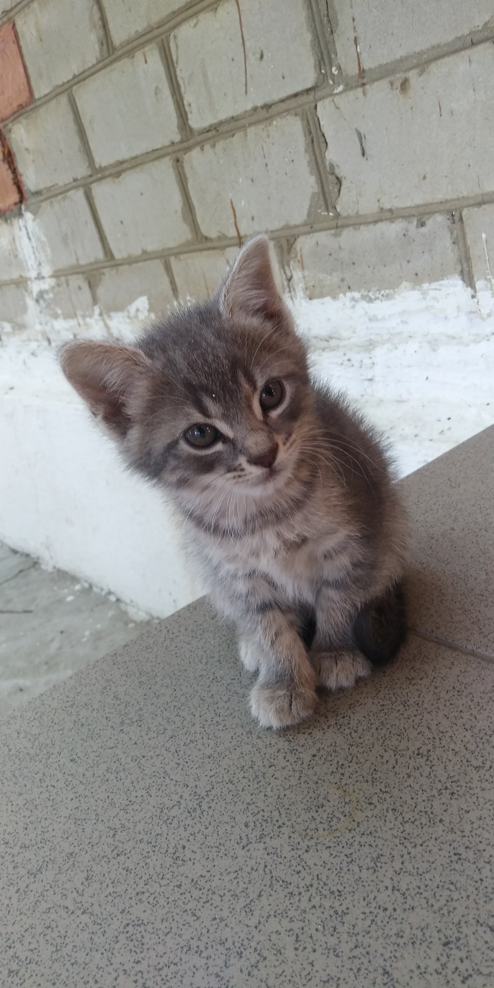 Kittens in good hands!! - My, Kittens, cat, I will give, In good hands, Is free, Anapa, Longpost, No rating