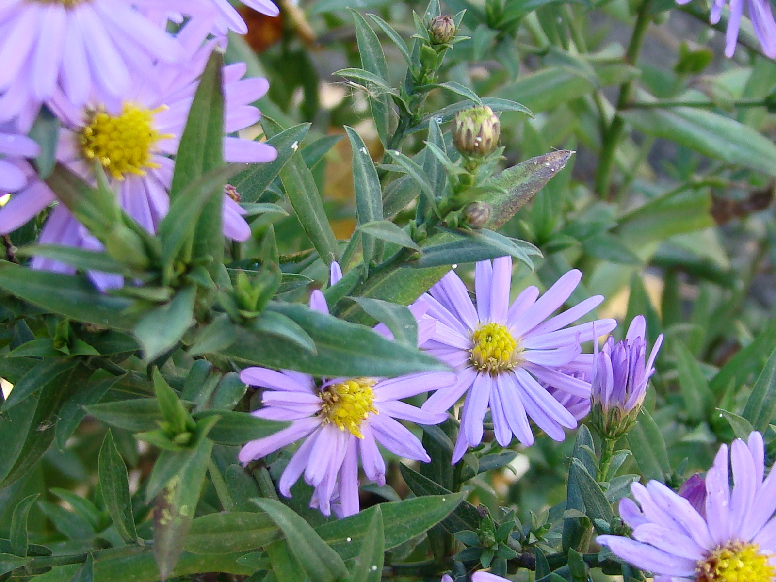 Autumn. - My, The photo, Longpost, Autumn, Flowers