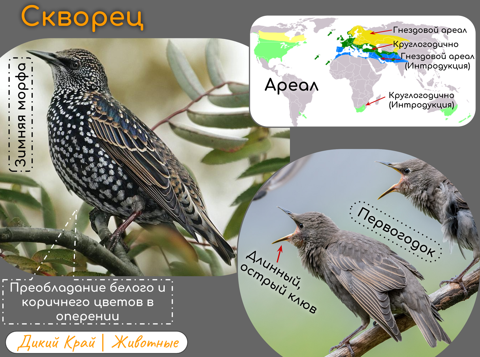 Common Starling VS Blackbird - My, Wild land, Animals, Nature, Birds, Interesting, Bird identification, Longpost