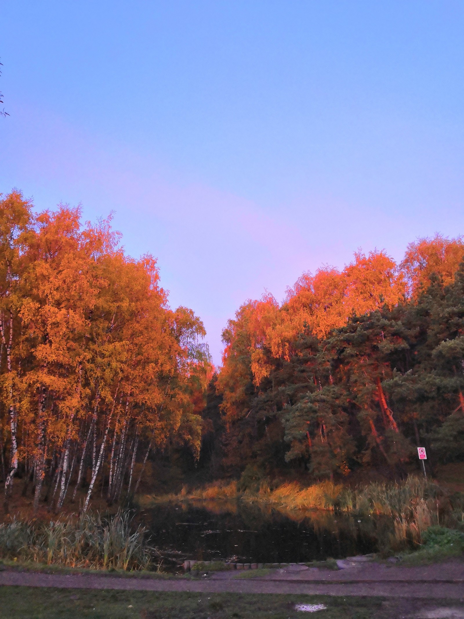 Autumn. - My, Autumn, Landscape, Walk, Dog, Spitz, Longpost