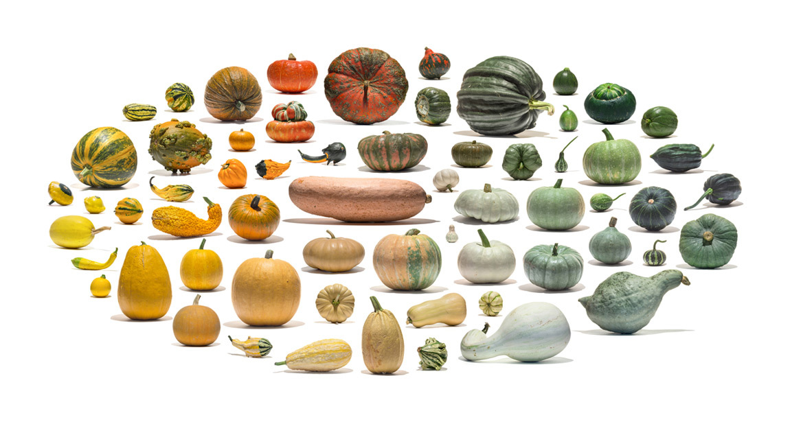 The beauty of natural diversity - Сельское хозяйство, Selection, The photo, Corn, Cucumbers, Pumpkin, Cabbage, Beans, Longpost