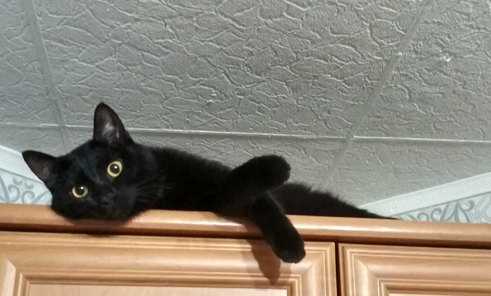 Черный кот за углом