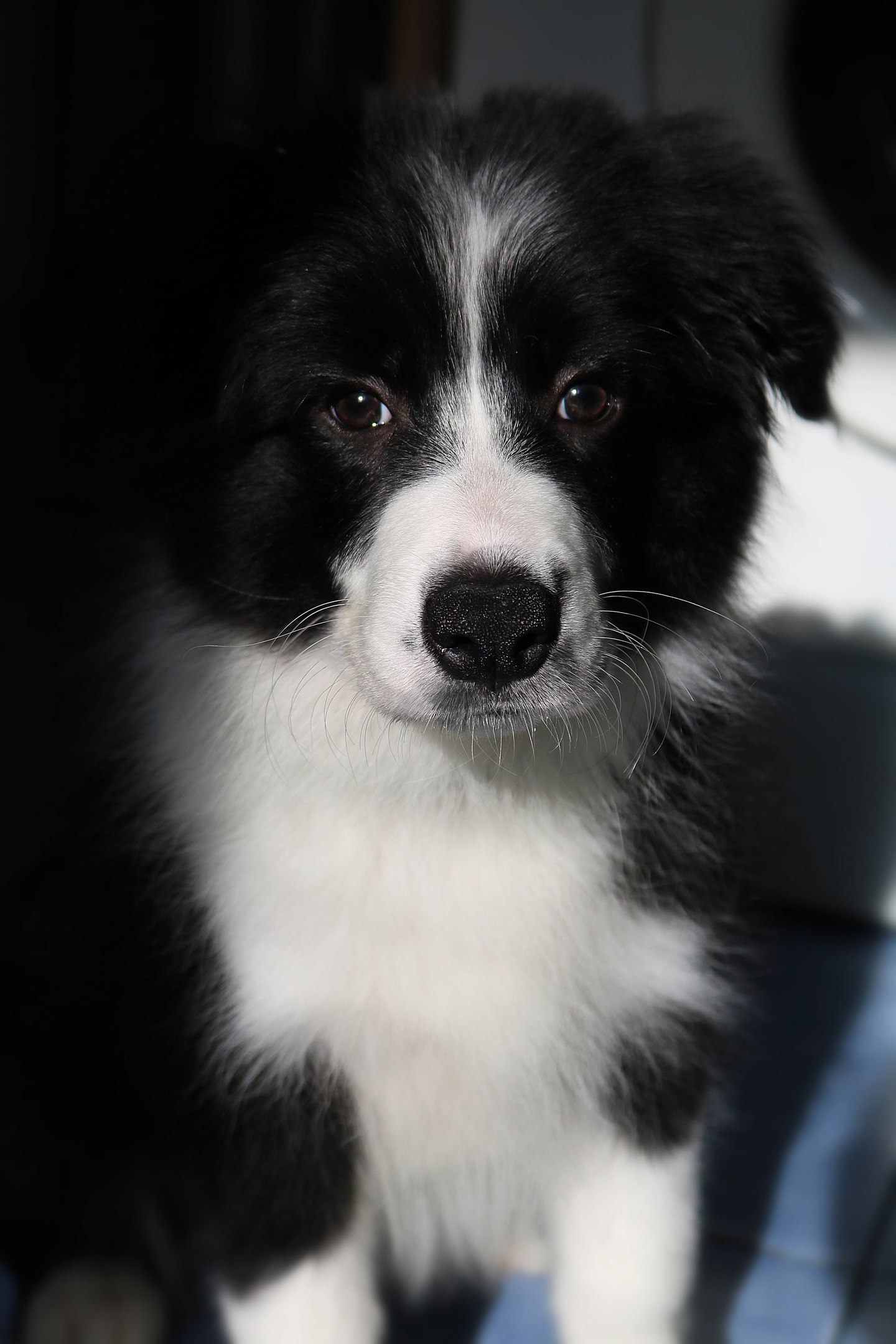 My dog ??border collie - Richard - My, Border Collie, Dog, Dog days, Milota, cuteness, Best friend, Longpost