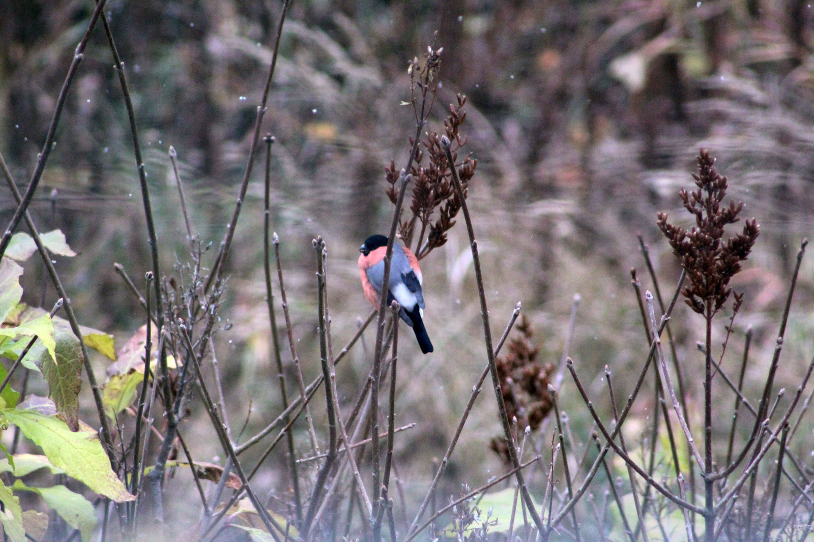 Dubonos - My, Birds, Bullfinches, Dubonos, The photo