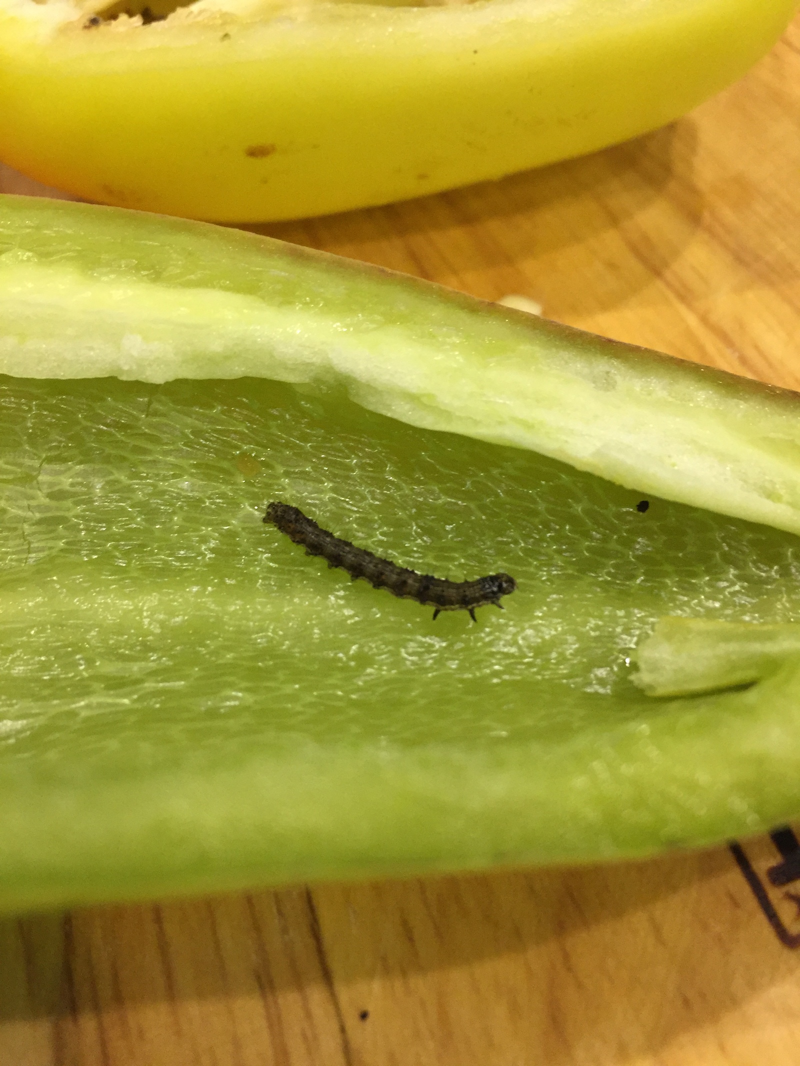 Is it edible? - My, Stuffing, Caterpillar, What's this?, Longpost