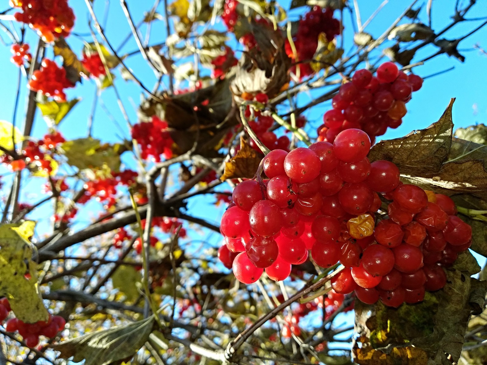 Autumn among cottages - My, Autumn, Walk, beauty of nature, The photo, Longpost