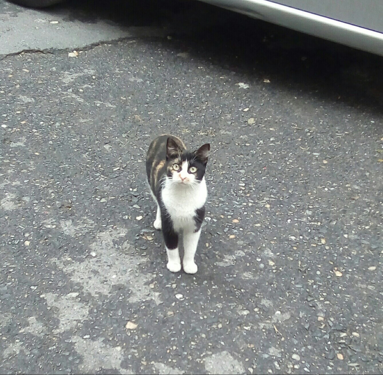 Istanbul street cats - My, cat, Istanbul, Travels, Turkey, Longpost