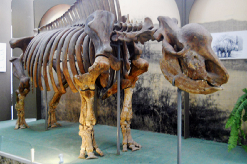 They died for you and you don't even know their names - My, Rhinoceros, , , Skeleton, Museum, Stavropol, Extinct species, Ancestors