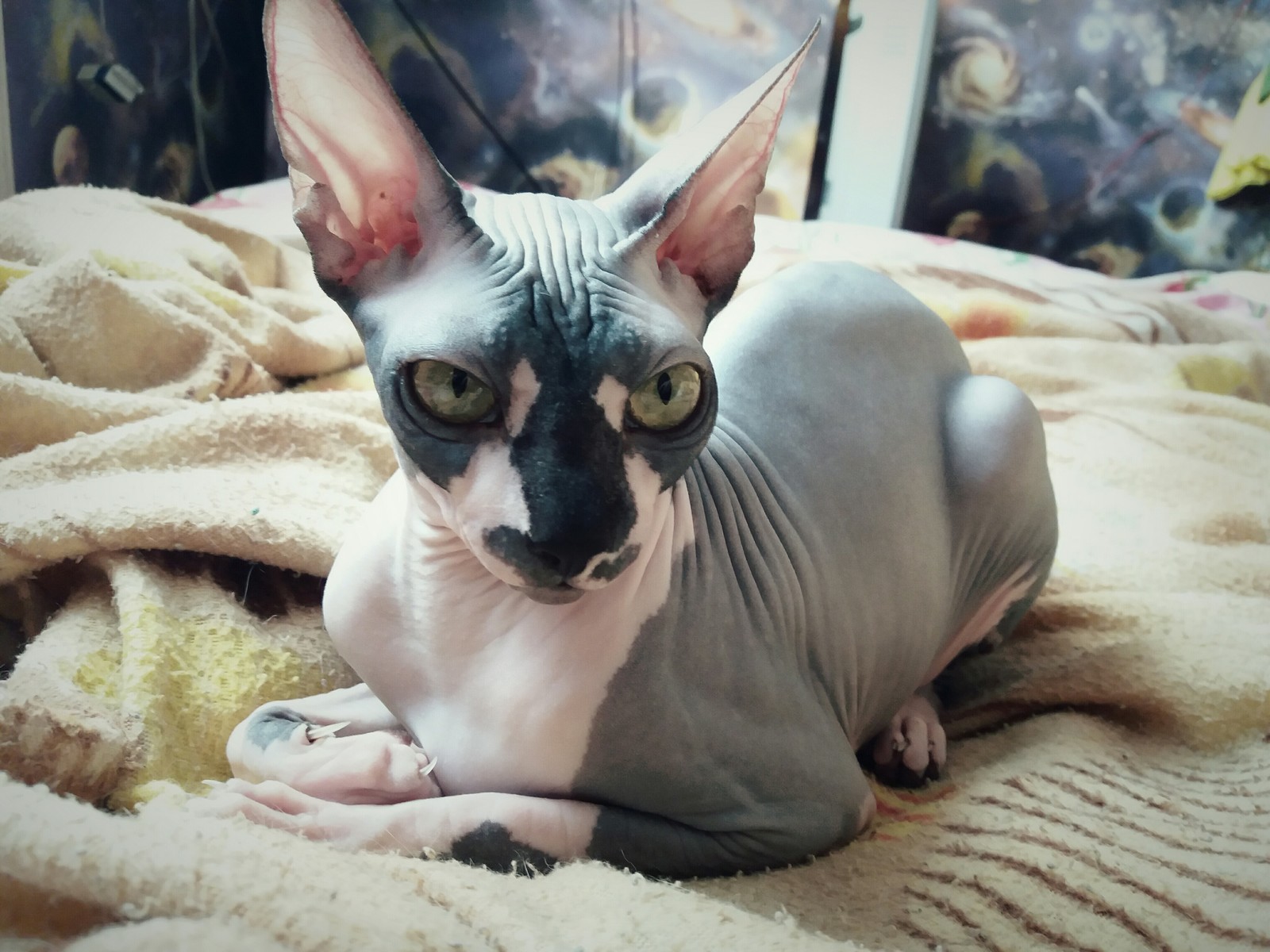 bald) - My, Canadian sphinx, Kindness, Longpost