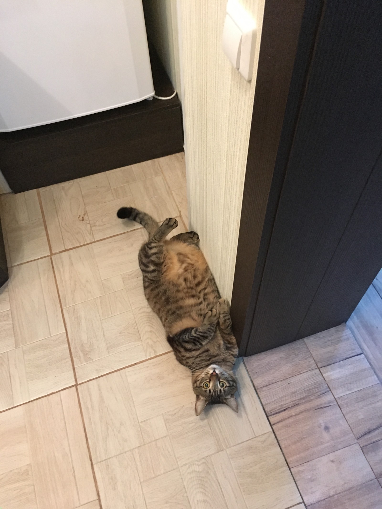 I lost weight. Bring food quickly - My, cat, Catomafia, Feeding, Longpost