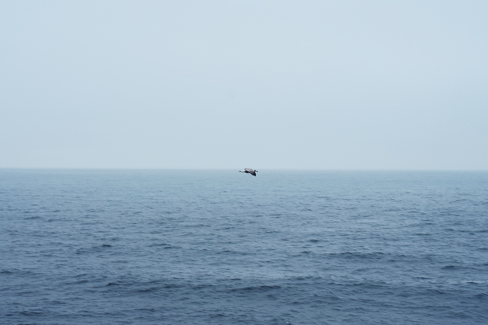 Portugal. - My, Ocean, Seagulls, Portugal, The photo, Nature