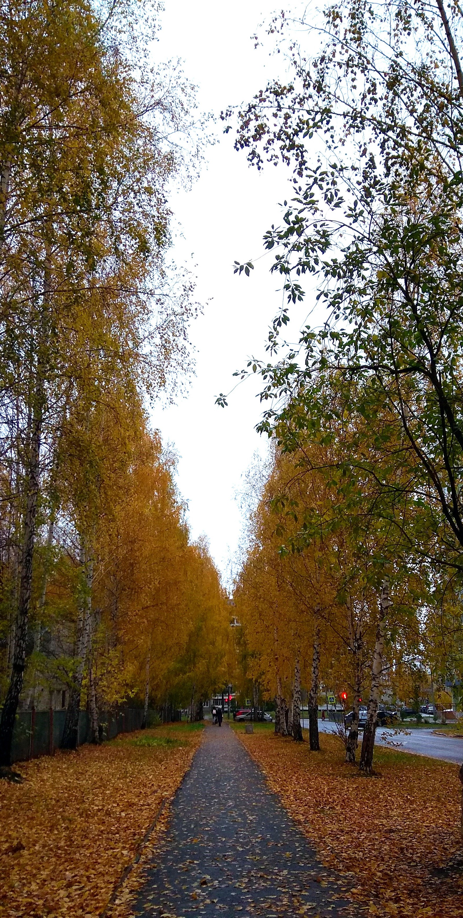 Золотая осень. - Моё, Осень, Фотография, Пятничный тег моё, Длиннопост