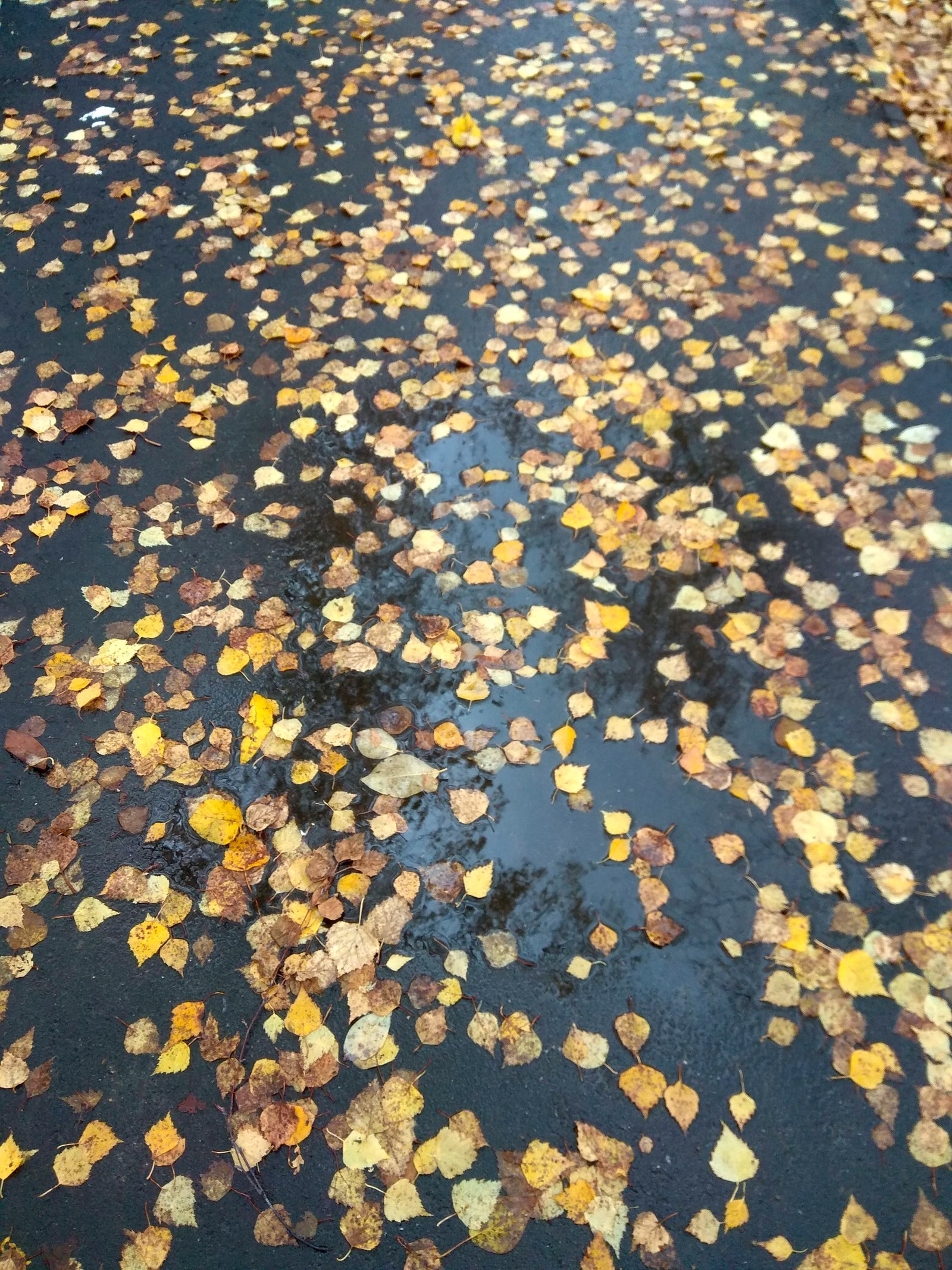 Golden autumn. - My, Autumn, The photo, Friday tag is mine, Longpost