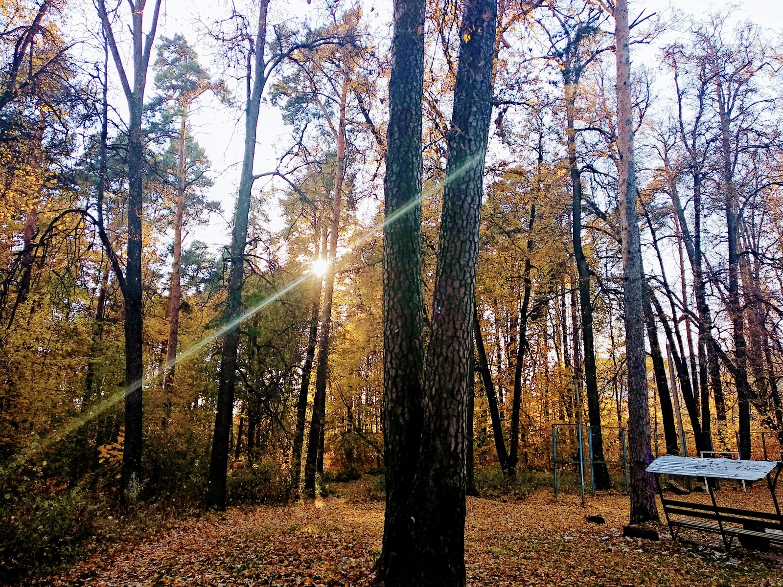 Swimming in the rays... - My, Nature, Landscape, Longpost