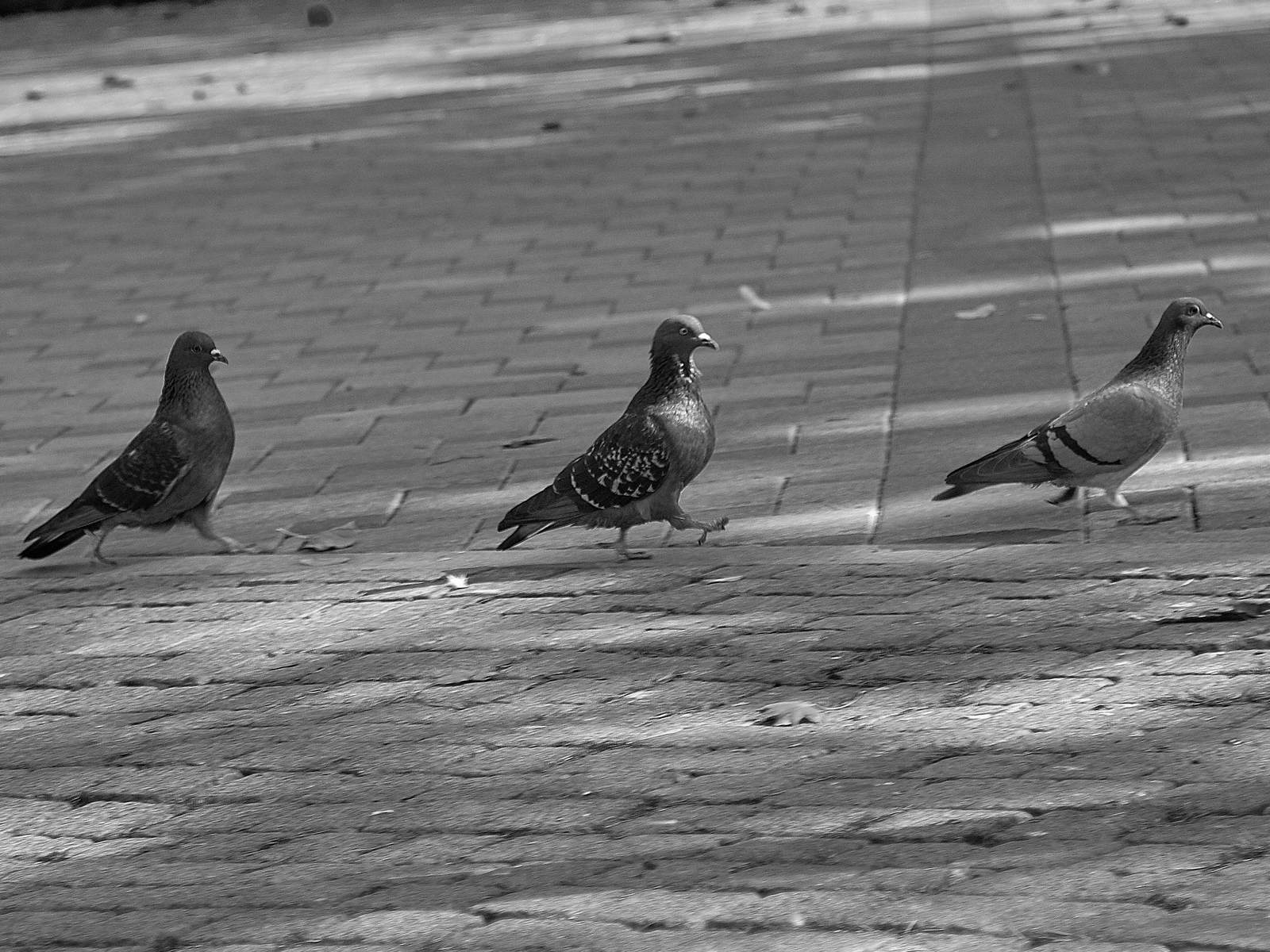 Too bad there's no fourth - My, Pigeon, The beatles, The photo, Abbey Road