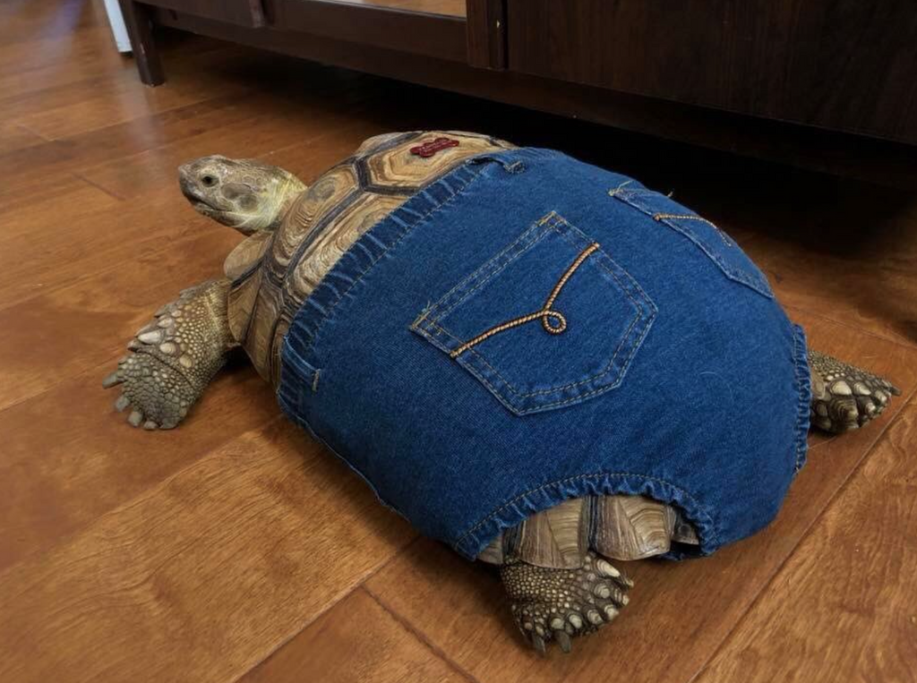 Are these shorts making me look fat? - The photo, Turtle, Shorts, Reddit