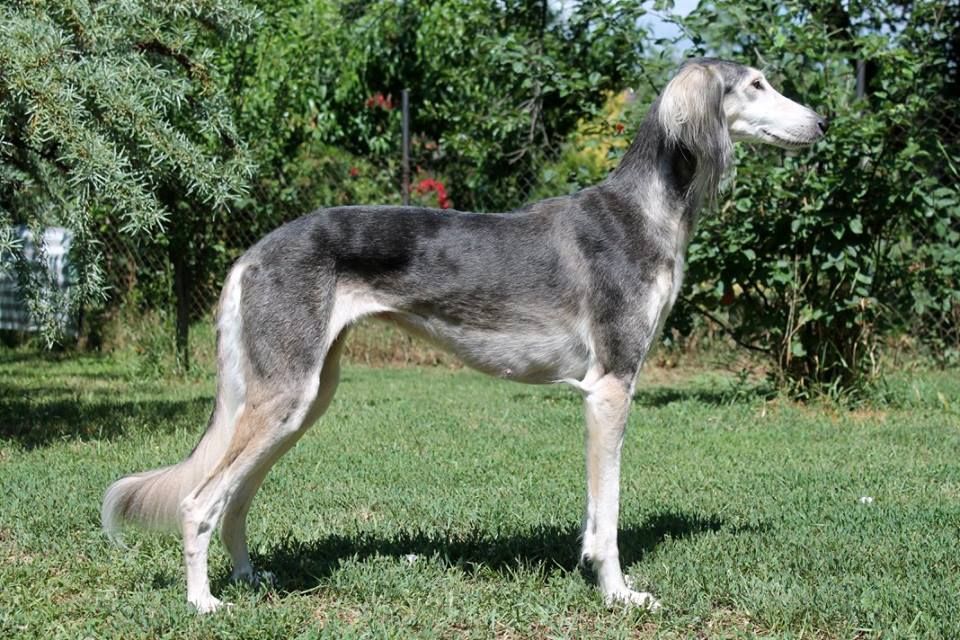 About dog breeds №64. - Dog, Dog breeds, Saluki, Greyhound, Longpost