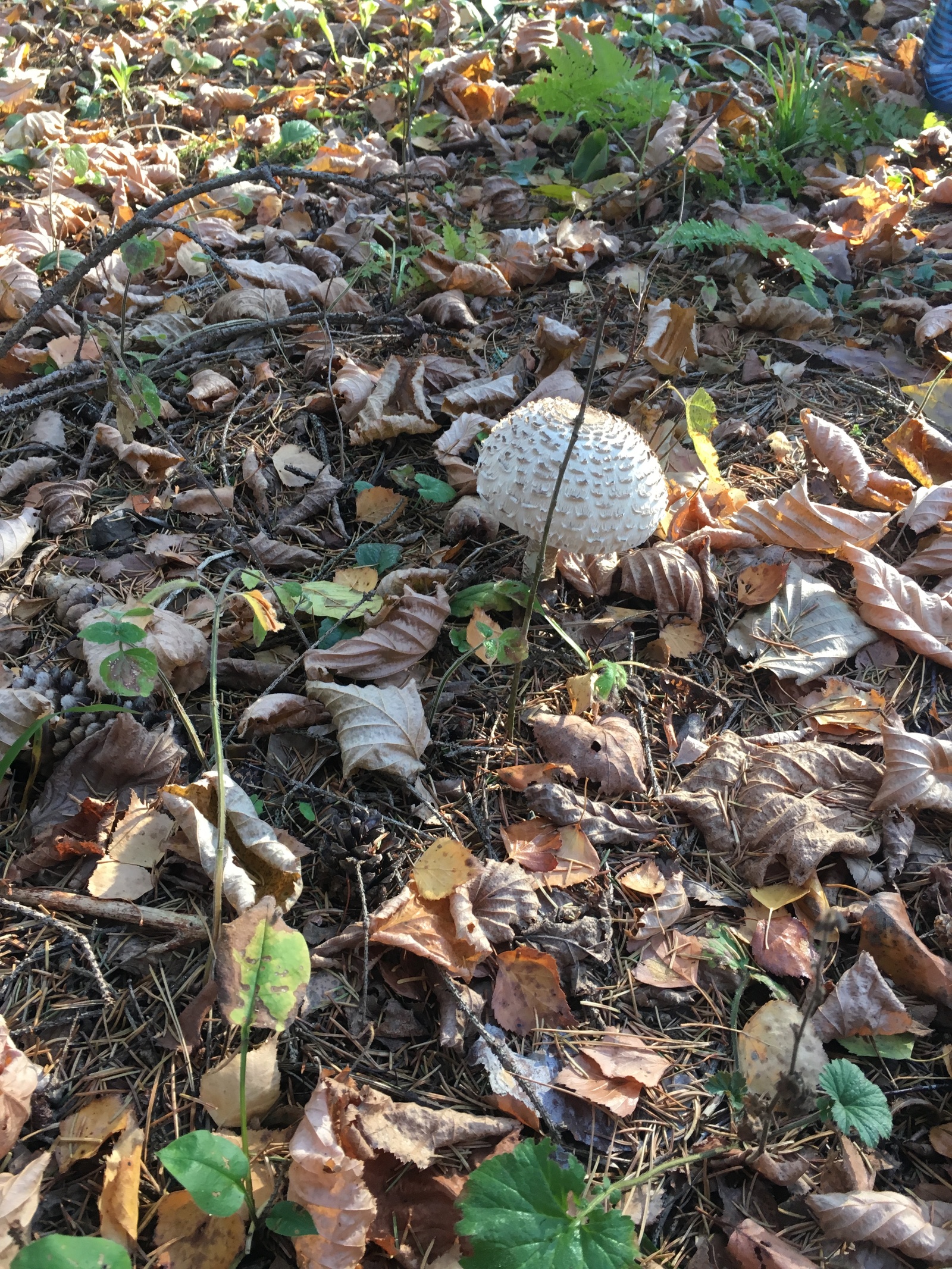 Umbrellas - My, Umbrella, Umbrella Mushroom, Silent hunt, Moscow region, Longpost