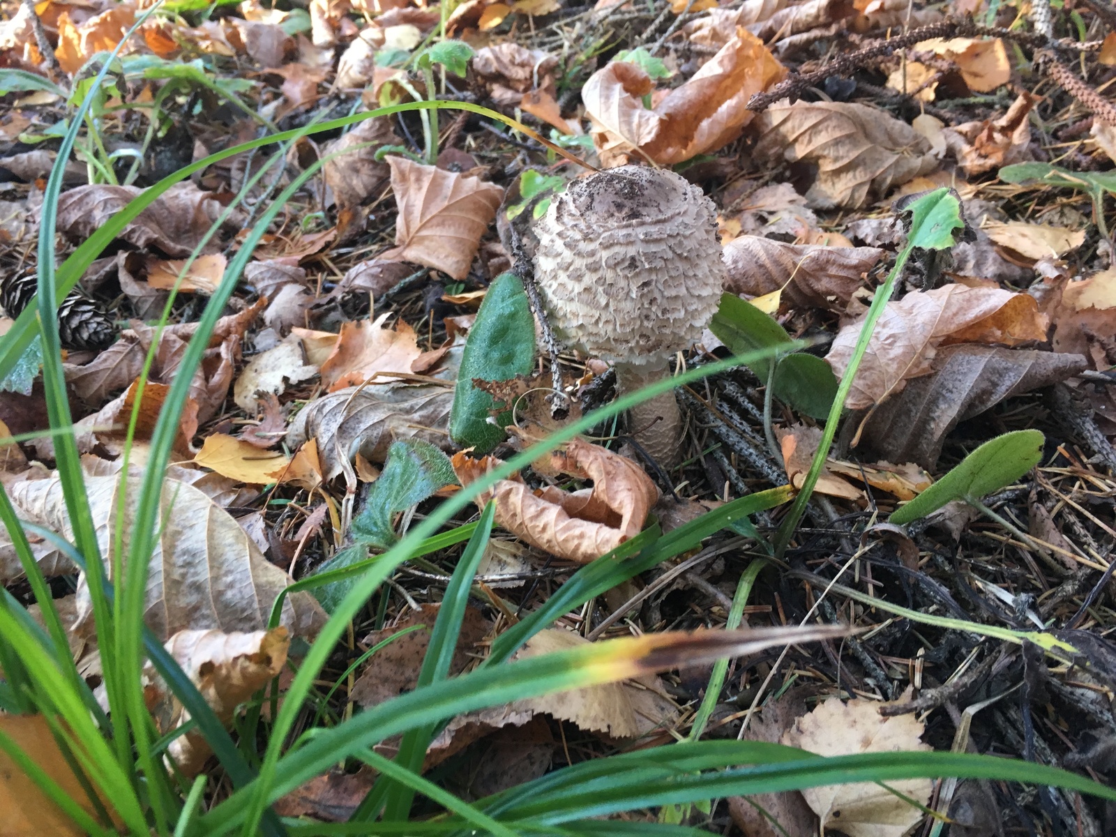 Umbrellas - My, Umbrella, Umbrella Mushroom, Silent hunt, Moscow region, Longpost