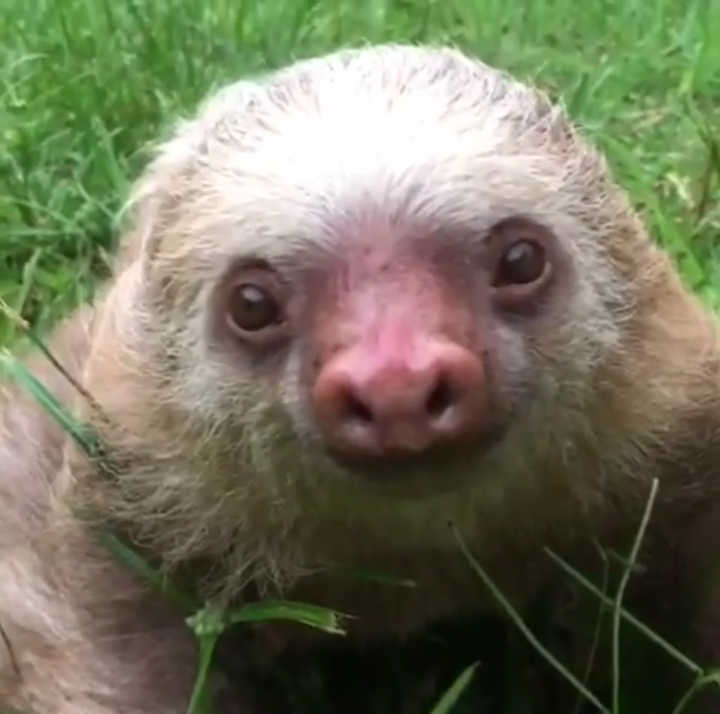 Частичка лени | Пикабу