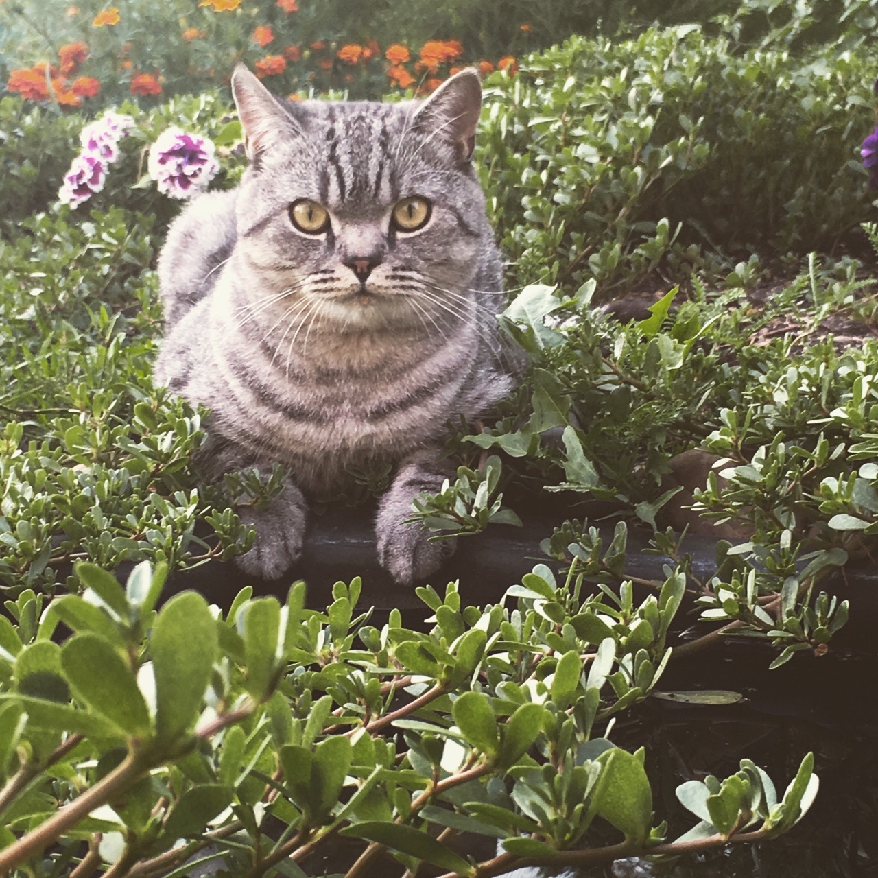 Posing cat - My, cat, Swimming pool, Gracefulness, Longpost