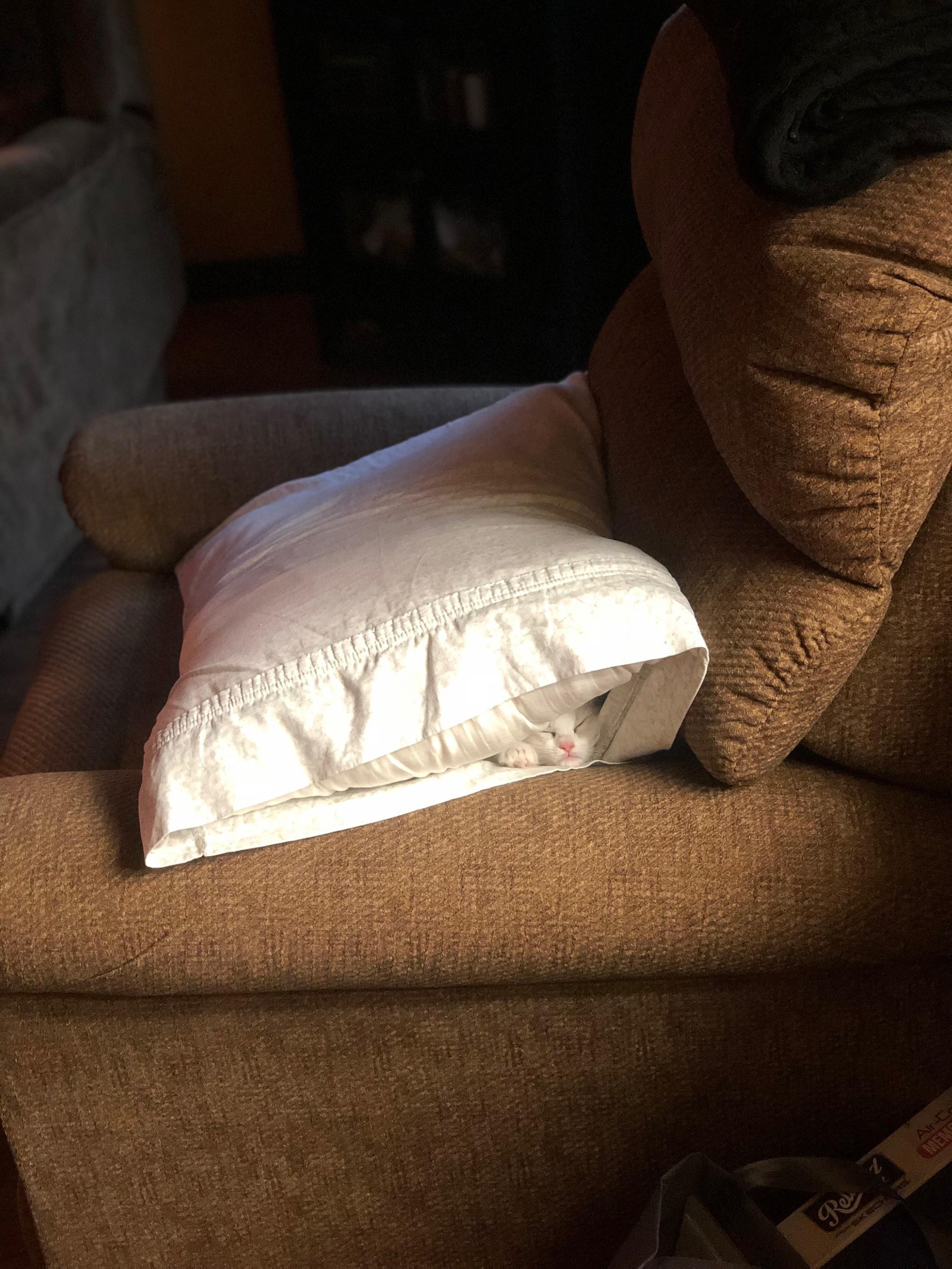 The pillow has a surprise inside! - Pillow, cat, Surprise, Armchair, Dream