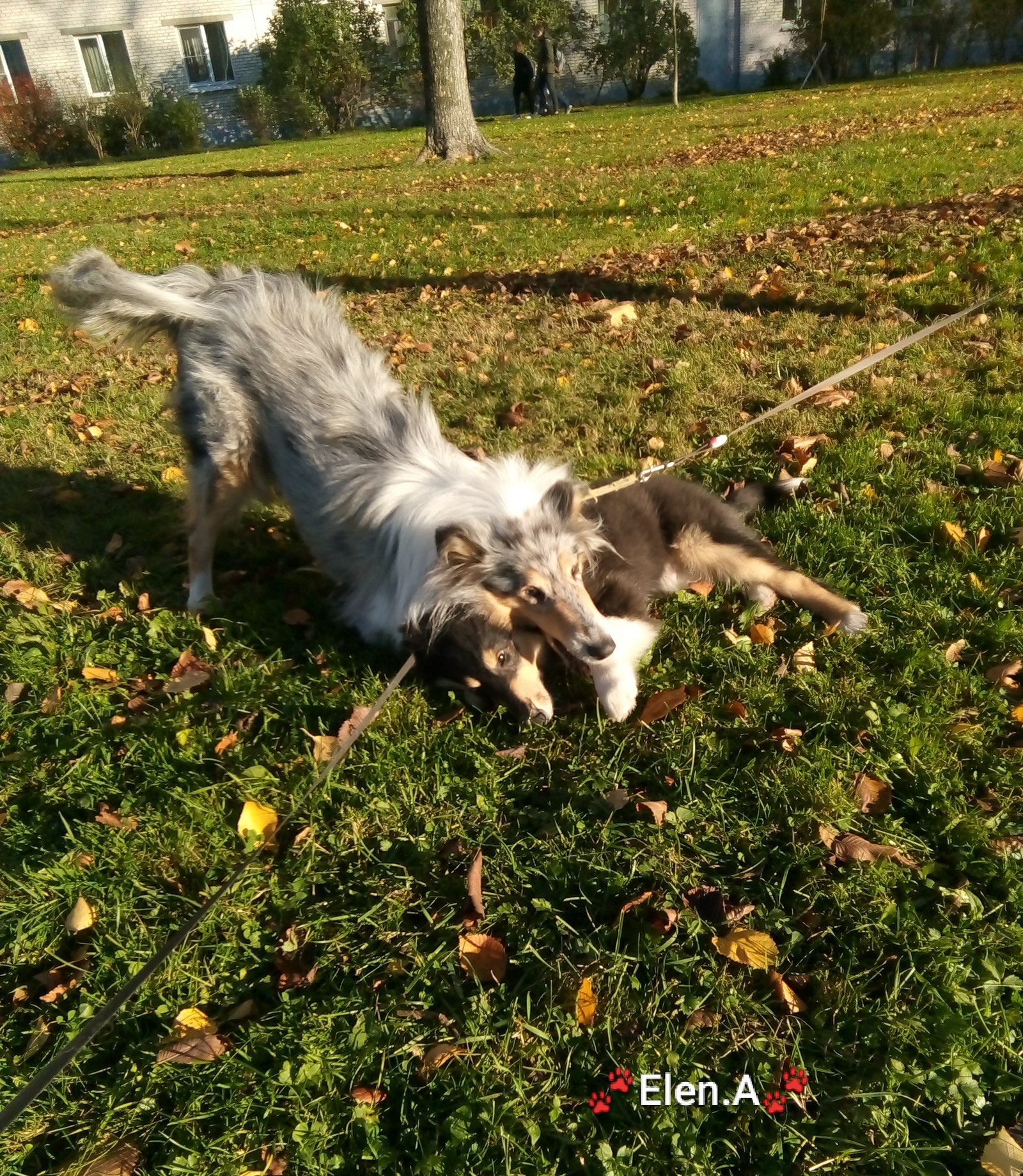 Mommy with son - My, Collie, Dog, Pets, Puppies, Longpost