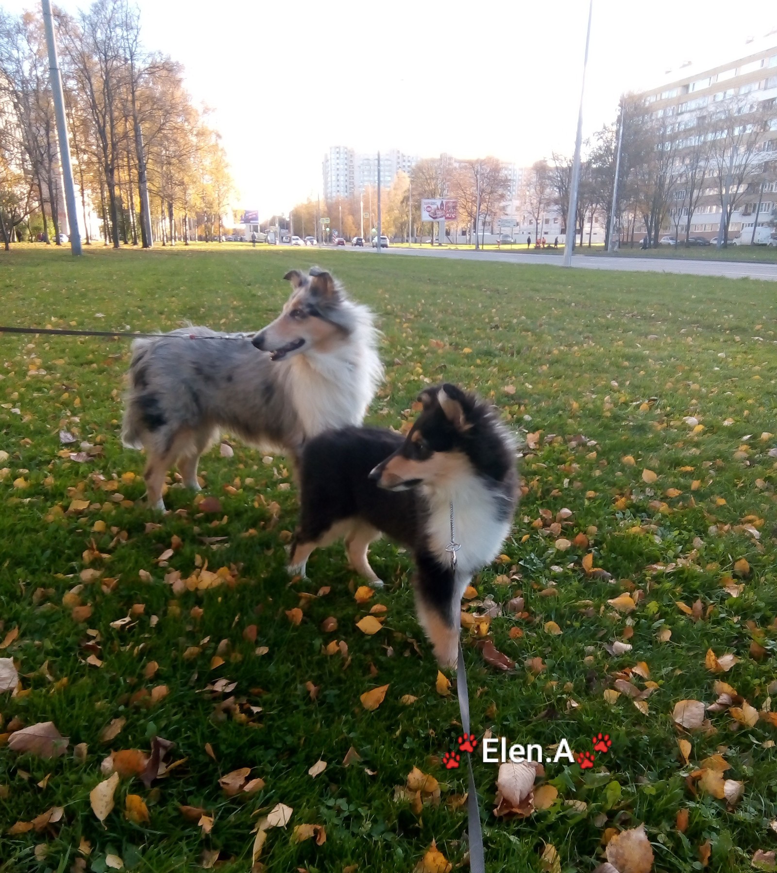 Mommy with son - My, Collie, Dog, Pets, Puppies, Longpost