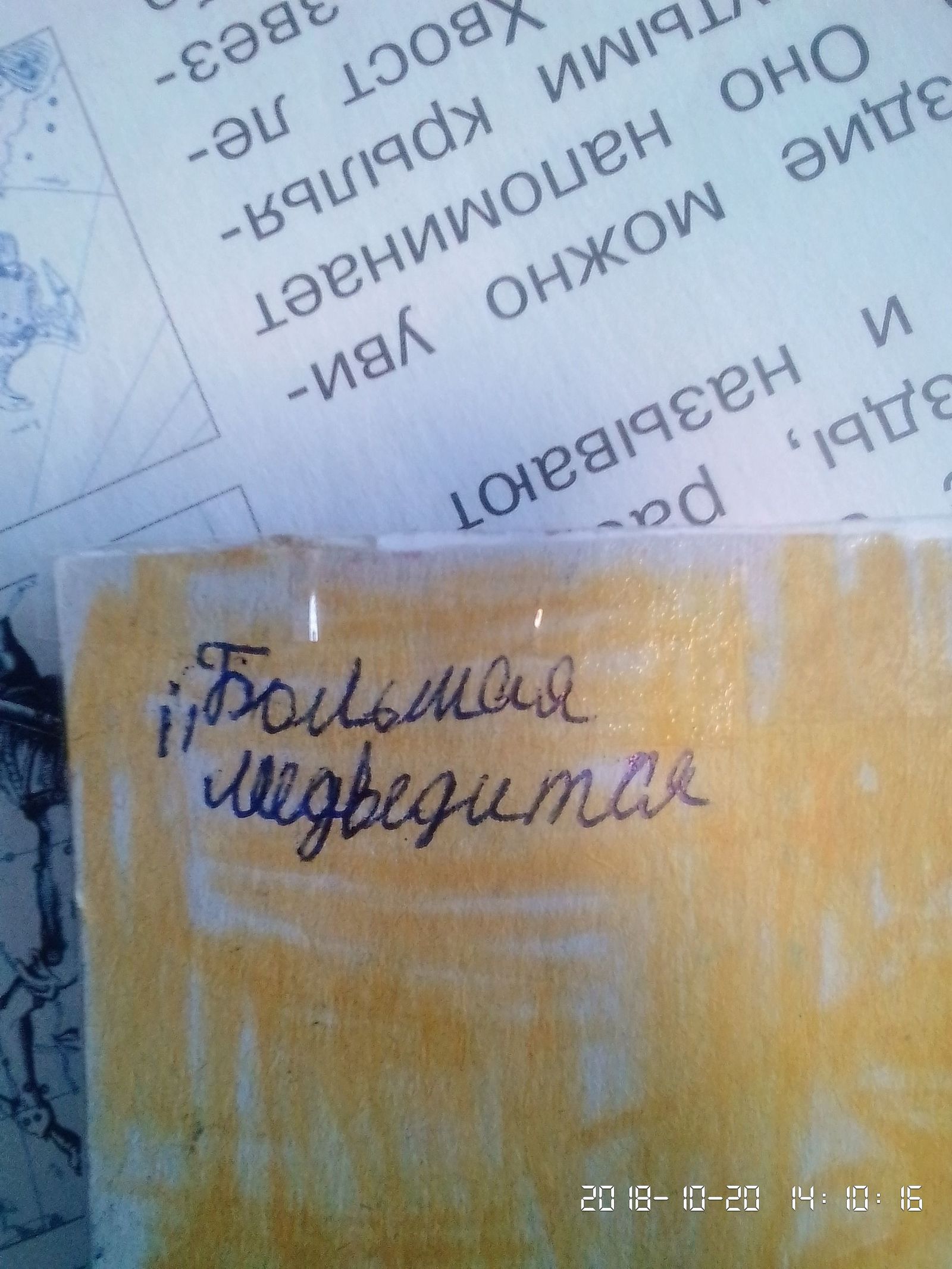 Большая медведится | Пикабу