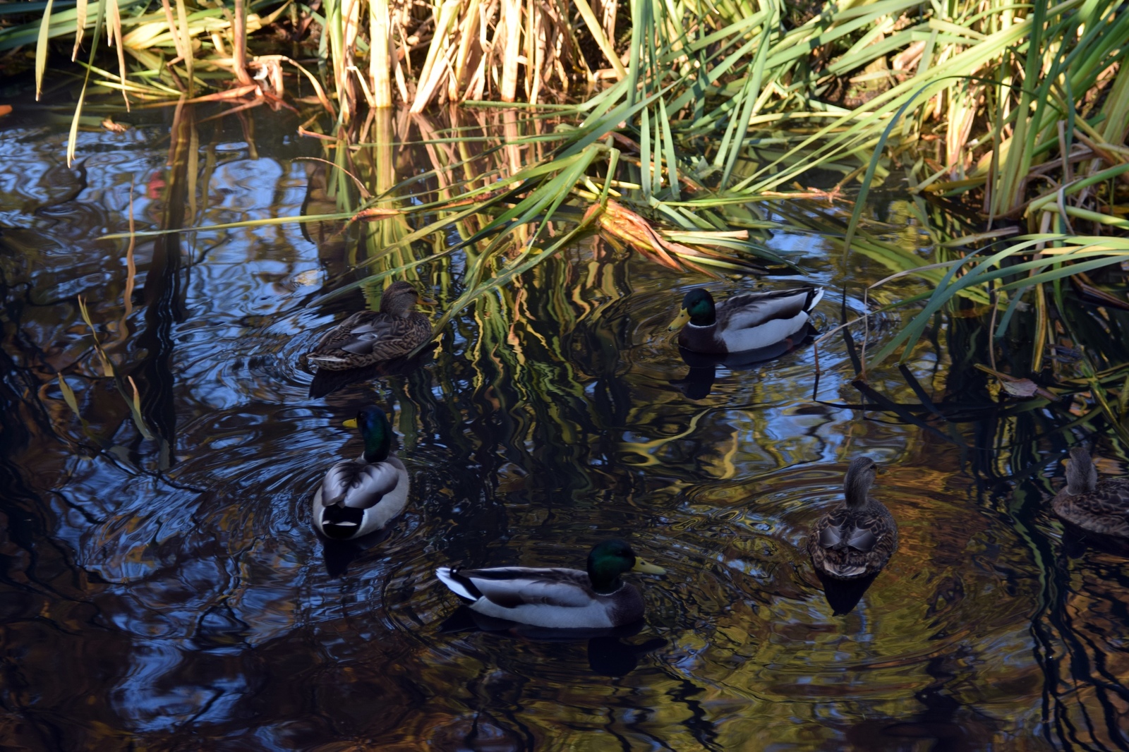 Round dance - My, Duck, The photo, Beginning photographer