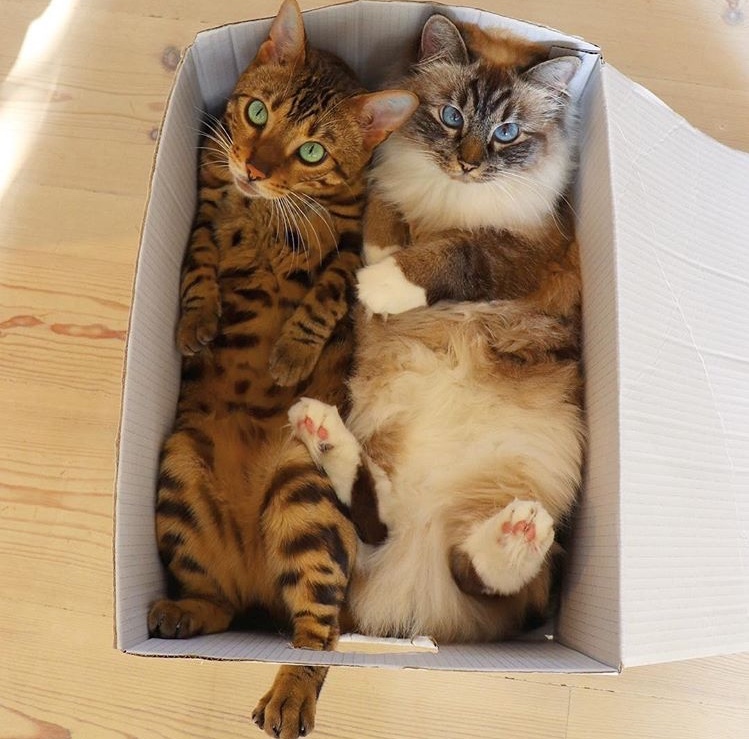 Join us, there's enough space for everyone. - cat, Milota, Pets, The photo, Friends, friendship, Box